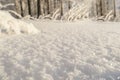 White snow texture in sunny day, macro shoot, blurred winter forest at background Royalty Free Stock Photo