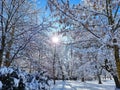 snow on trees and bushes. Park. Winter. Maribor. Slovenia Royalty Free Stock Photo