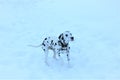 on white snow white dog with black spots Dalmatian Royalty Free Stock Photo