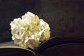 White snowball flower on grunge background Royalty Free Stock Photo