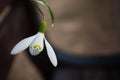 White snowbell closeup on blurred grey background, empty space, clear simplicity spring mood