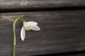 White snowbell closeup on wooden grey background, empty space, clear simplicity spring mood