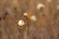White snowberries, closeup - Symphoricarpos albus