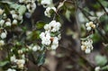 White snowberry. Symphoricarpos albus plant with berries. Decorative bush for parks and gardens