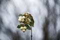 White snowberry. Symphoricarpos albus plant with berries. Decorative bush for parks and gardens
