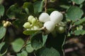 White snowberry, waxberry, ghostberry, Symphoricarpos Royalty Free Stock Photo