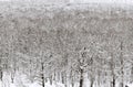 White snowbound urban garden in winter