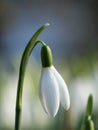 White snowdrop Royalty Free Stock Photo