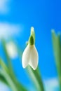 White snowdrop