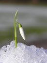 White snowdrop