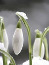 White snowdrop