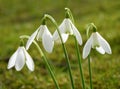 White snowdrop