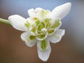 White snowdrop