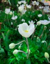 White Snowdrop anemone flower in bloom Royalty Free Stock Photo