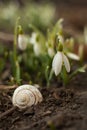 White snowdrop bell and empty snail shell. Flower in the shape of a small bell.