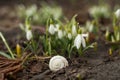 White snowdrop bell and empty snail shell.