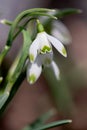 White Snowdrop Bloom Closeup Royalty Free Stock Photo