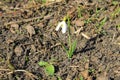 White snowdrop Royalty Free Stock Photo