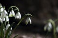 White Snowdrop Bloom Royalty Free Stock Photo