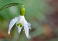 SNOWDROP FLOWER WITH MELTING SNOW Royalty Free Stock Photo
