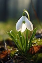 White snowdrop with dew drops in the forest close-up