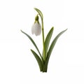 A white snowdrop emerging from the ground Royalty Free Stock Photo