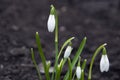 White snowdrop first spring flowers