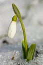 White snowdrop flower