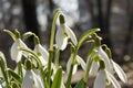 White snowdrop flower Royalty Free Stock Photo