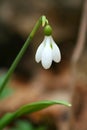 White snowdrop flower