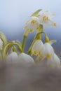 White snowdrop flower with abstract bokeh background Royalty Free Stock Photo