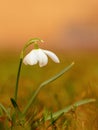 white snowdrop flower on a beautiful background Royalty Free Stock Photo