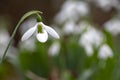 White snowdrop flower Royalty Free Stock Photo