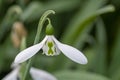 White snowdrop flower Royalty Free Stock Photo