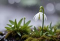 A white snowdrop flower blooming in the rain, surrounded by green foliage and moss on the ground