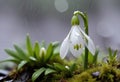 A white snowdrop flower blooming in the rain, surrounded by green foliage and moss on the ground