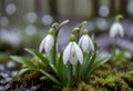 A white snowdrop flower blooming in the rain, surrounded by green foliage and moss on the ground