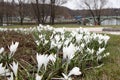 White snowdrop flower blossomed. Spring is a new life. Scientific name Crocus flavus Weston. A bed of white beautiful