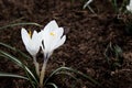 White snowdrop flower blossomed. Spring is a new life. Scientific name Crocus flavus