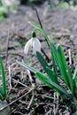 White snowdrop flower Royalty Free Stock Photo