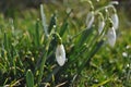 white snowdrop flower in the morning dew