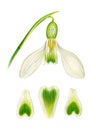 White snowdrop flower with petals. Royalty Free Stock Photo