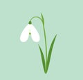 White snowdrop flower