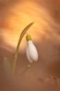 White snowdrop flower in snow with abstract colorful bokeh background. Magic view of spring flower Royalty Free Stock Photo