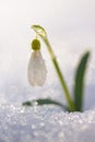 White snowdrop flower in snow with shiny bokeh background of snow. Magic view of spring flower Royalty Free Stock Photo