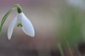 A white snowdrop flower with a soft background Royalty Free Stock Photo