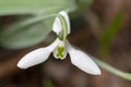 White snowdrop flower Royalty Free Stock Photo