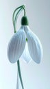White Snowdrop Flower with Water Droplets in Soft Lighting on White Background Royalty Free Stock Photo