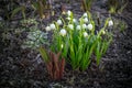 White snowdrop flowers bloom in early spring Royalty Free Stock Photo