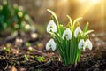 white snowdrop flowers bloom outdoors with sunlight .